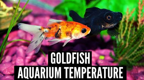 金魚水溫太高|適合金魚的水溫(Water temperature suitable for goldfish)